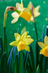 Wall Mural - Yellow daffodils on green background.