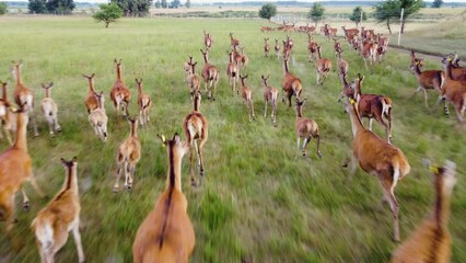herd of roe deer in national park nature, deers are dangerous pests for young seedlings. helicopter 