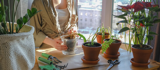 gardening home. Girl replanting green pasture in home garden.indoor garden,room with plants banner Potted green plants at home, home jungle,Garden room,gardening, Plant room, Floral decor.