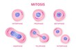Process of division of organic cell. Stages of mitosis formation with metaphase and prophase separation in anaphase and reproduction in telophase and vector interphase.
