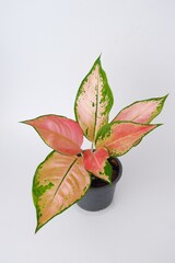 Wall Mural - Pink leaf aglaonema plant growing in pot isolated on white background 