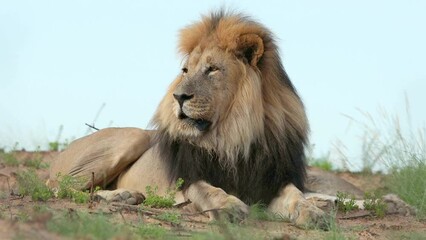 Wall Mural - big male african lion (panthera leo) in natural habitat, kalahari desert, south africa