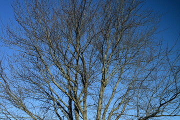 Canvas Print - Bare Tree and Blue Sky