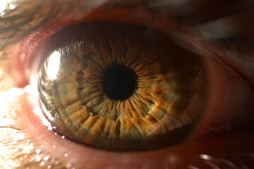 Wall Mural - Human eye detail closeup. Macro photography of brown eyes closeup