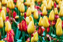 Flower Bed With Yellow And Red Tulips