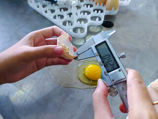 Wall Mural - Checking and measuring the thickness of chicken egg shells.