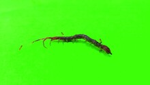 Centipede Insect Green Screen Background