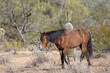 © natureguy - Wild Horse Near the Salt River in the Arizona Desert