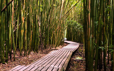  Trail through the Bamboo Forest on Pipiwai Trail - Maui, Hawaii - USA