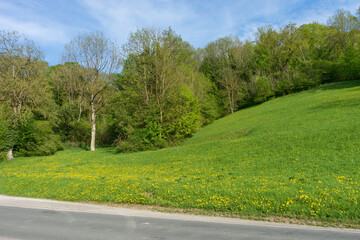 Poster - A photo of a road and nature in Rothenburg ob der Tauber, a German town