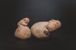 Ziemniak, mutacja dziwne kształty, naturalne jedzenie