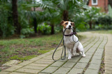 Fototapeta Psy - Jack Russell Terrier sits alone in the park under a palm tree. The lost dog is holding a leash and waiting for the owner.