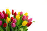 Fototapeta Tulipany - Pink, yeelow and violet tulips flowers