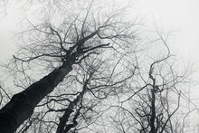 Crowns Of The Trees In The Morning Fog. Beautiful Abstract Nature Fine Art For Modern Home Wall Decoration.