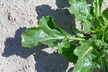 Wall Mural - Sugar beet plant leaf damaged by leaf miner, is a species of insect, a fly in the family Agromyzidae.