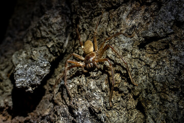 Sticker - A closeup shot of a huntsman spider on wood at night in Little Desert National Park, Australia