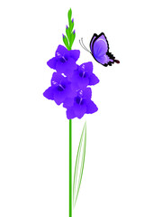 Wall Mural - Gladiolus flowers with a butterfly on a white background.