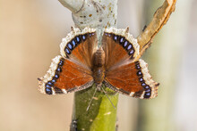 Mourning Cloak Butterfly On A Tree