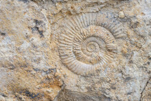 The Imprint Of A Prehistoric Ammonite Shell In A Stone. Paleontological Preserved Evidence Of Ancient Life. Spiral Fossil. Snail-like Shell