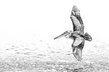 American Pelican Flying Over Water - Graphic