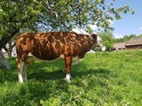Fototapeta  - 
Cow and nature