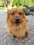 Fototapeta  - Cute sweet dog