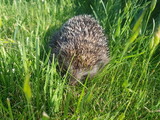 Fototapeta  - Hedgehog in grass
