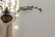 Cute Little Kitten Smelling Willow Branches Close Up In Sunny Light In Room. Happy Easter ! Pet And Spring Holiday Decor. Cat Sniffing Blooming Pussy Willow, Spring Time