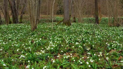 Wall Mural - Spring in the forest with snowdrops, nature revives near the water among wild trees and a large number of beautiful white fragrant flowers. Drone flying video.