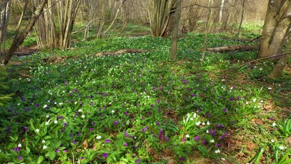 Wall Mural - Spring in the forest with snowdrops, nature revives near the water among wild trees and a large number of beautiful white fragrant flowers. Drone flying video.