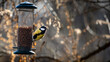 A great tit sitting on feeding place (great tit, Kohlmeise, Parus major), backlight, blurred background, autumn colours,
