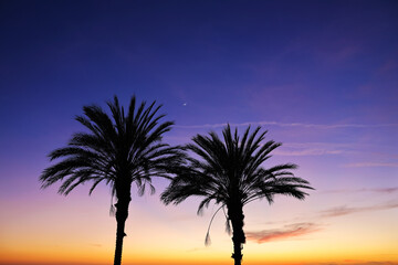 Wall Mural - palm tree at sunset, palm silhouette, palm trees at sunset