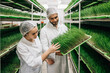 The worker works in a small plant of herbs and the production of green detox juices.