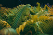 Full frame of Ferns polypodiopsida or japanese fern, green natural background