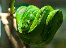 A Closeup Of A Green Snake On A Blurred Background