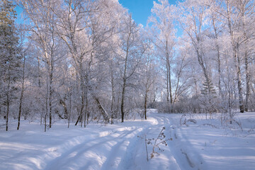 Wall Mural - forest snow hoarfrost birch road winter