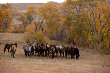 Wall Mural - Horses in The Fall Golden Aspens