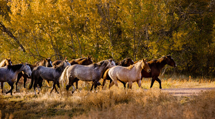 Wall Mural - Horses in The Fall Golden Aspens