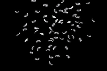 Wall Mural - abstract down feathers. group of white bird feathers falling in the air. swan feather on black backg