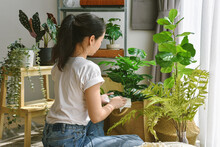 Woman Chilling And Taking Care Of Monstera Leaves, Artificial Plant, Fiddle Leaf Fig Tree, Indoor Tropical Natural Houseplant For Home Interior And Air Purification.