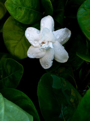 Wall Mural - Rain Drops on The Gardenia Flower Blooming