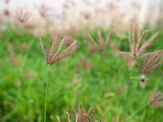 Wall Mural -  Red  Grass Flower Blooming