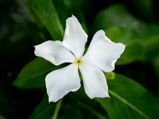 Wall Mural -  White Rose Periwinkle Flower Bloomin