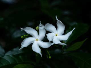 Wall Mural - Twins Gardenia Flowers Blooming