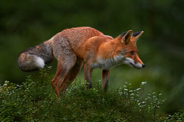 Wall Mural - wildlife nature. fox in green forest. cute red fox, vulpes vulpes, at forest on mossy stone. wildlif