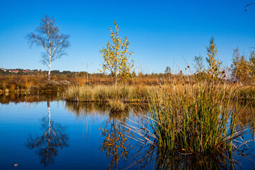 kendlmuehlfilz near grassau, an upland moor in southern bavaria, germany