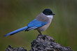 Azure-winged Magpie, Cyanopica cyanus, rare bird on the rock habitat, Sierra de Andújar, Andalusia, Spain in Europe. Magpie in the nature stone habitat.