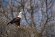 African Fish-eagle, Haliaeetus vocifer, brown bird with white head. Eagle sitting on the top of the tree. Wildlife scene from African nature, Zambia, Africa.