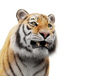 Tiger Portrait Isolated On White