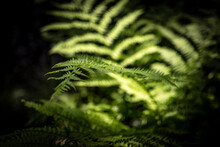 Close-up Of Green Ferns Growing Outdoors